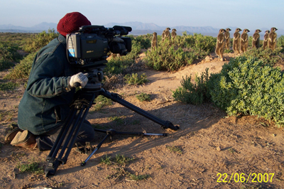 film Wild meerkat / suricate / meerkat / suricates in Oudtshoorn Western Cape South Africa 1112